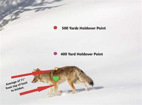 Can I Shoot Coyotes On My Property? — Outdoor Advice