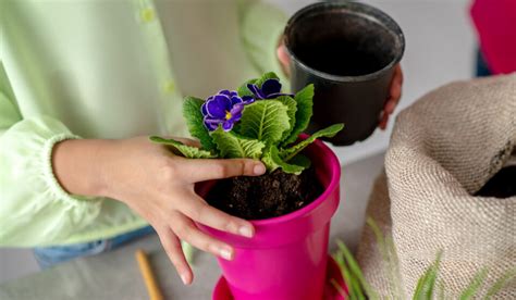 Can I Use African Violet Fertilizer On Orchids?