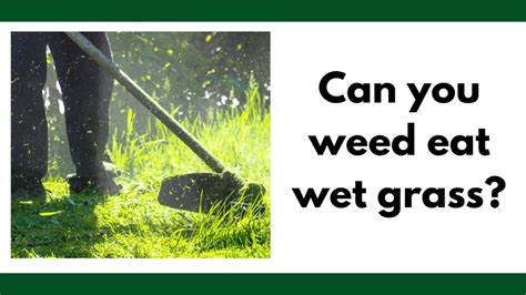 Can I Weed Eat Wet Grass? (Here’s What You Should Know)