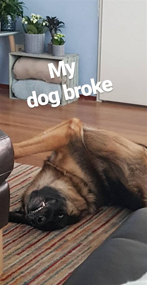 Can I fix my dog