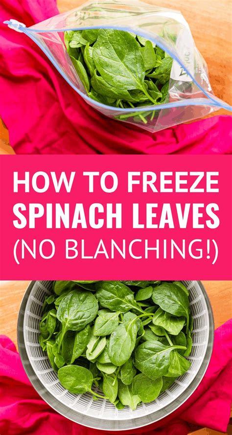 Can I freeze uncooked fresh spinach? - remodelormove.com