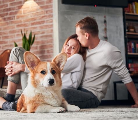 Can I get renters insurance with a dog? - Mi Dog Guide