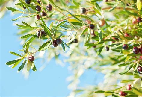 Can I grow Olives in Arizona - Houzz