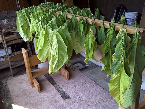 Can I legally grow tobacco in Illinois?