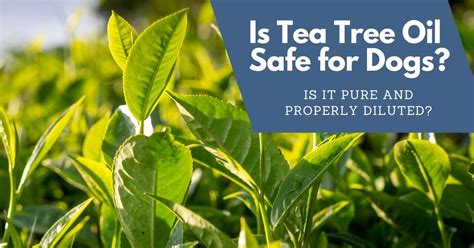 Can I use tea tree oil on my dog? - DoggoTips