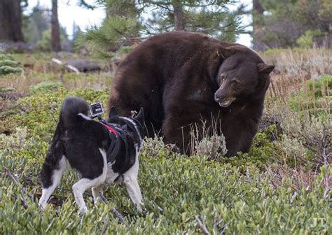 Can Karelian Bear Dogs be used to deal with human-wildlife conflicts in ...