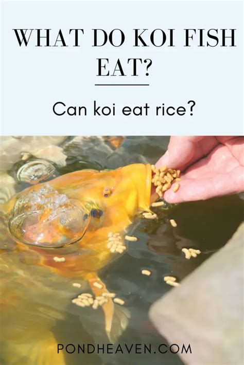 Can Koi Fish Eat Rice – Healthy or Unhealthy For Them