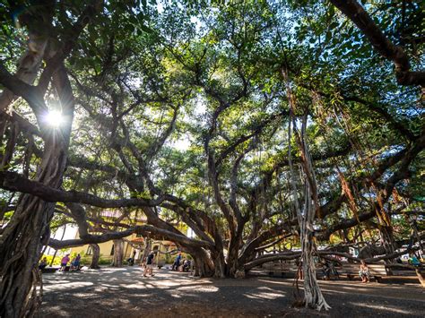 Can Lahaina's famed banyan tree really survive?