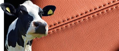 Can Leather Come From Cows? - corapark.com