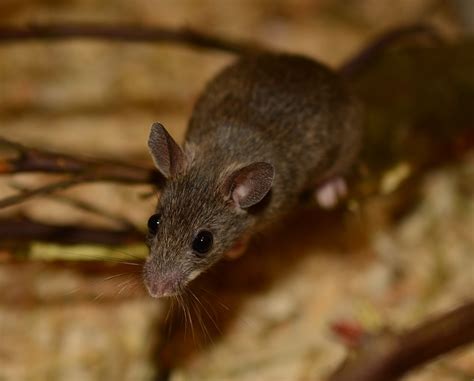 Can Mice Climb Downspouts - BikeHike