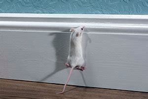 Can Mice Climb Up Toilets? - The Interior Evolution