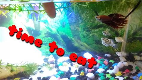 Can Molly And Betta Fish Together, Want to Know? See This Video