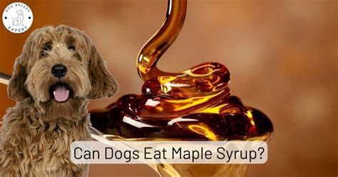 Can My Dog Eat Maple Syrup? The Dog People by …