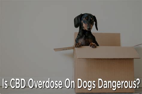 Can My Dog Overdose On Cbd
