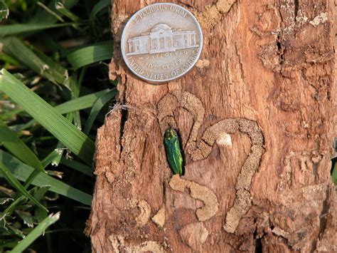 Can Our Ash Trees Be Saved From Emerald Ash Borer?