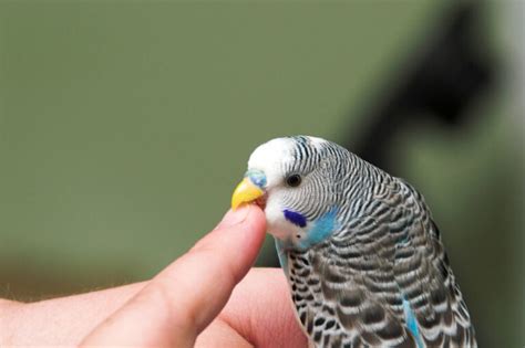 Can Parakeets Hear Us? You’ll Be Surprised!