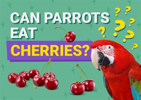 Can Parrots Eat Cherries? What You Need to Know! Pet Keen