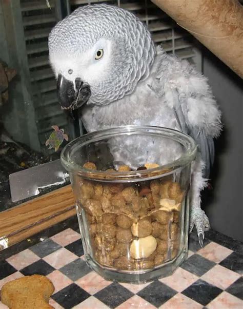 Can Parrots Eat Dog Food? - Billion Pet