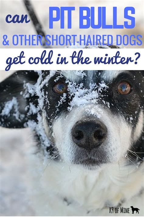 Can Pit Bulls (And Other Short Haired Dogs) Get Cold …