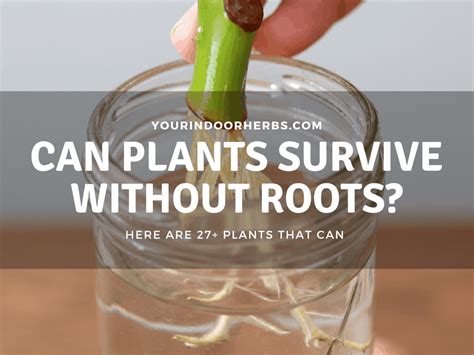 Can Plants Survive Without Roots? [Herbs, Veggies, and Houseplants]