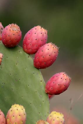 Can Prickly Pear Cactus Juice Cure Diabetes?Underground Health …