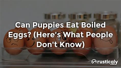 Can Puppies Eat Boiled Eggs? The Easiest Explanation