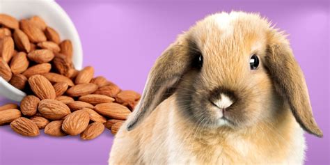 Can Rabbits Eat Almonds - Rabbits Life