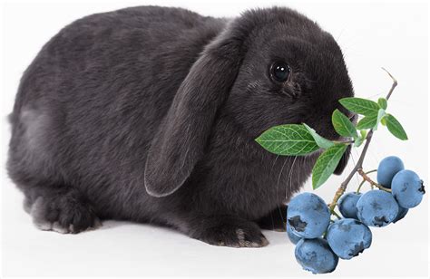 Can Rabbits Eat Blueberries? Pet Care Advisors