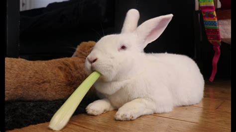 Can Rabbits Eat Celery Pet Care Latest Update