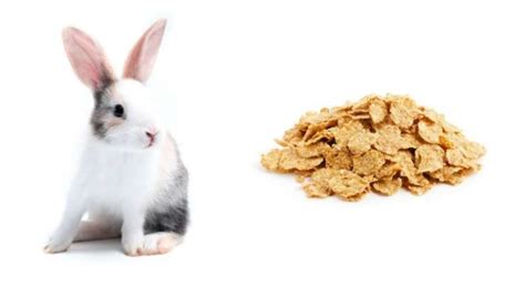 Can Rabbits Eat Cereal? Pet Diet Guide