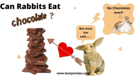 Can Rabbits Eat Chocolate? All You Need To Know - Best Pets Tips