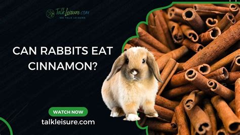 Can Rabbits Eat Cinnamon? - The Tilth