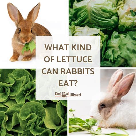 Can Rabbits Eat Lettuce? - Facts About Food