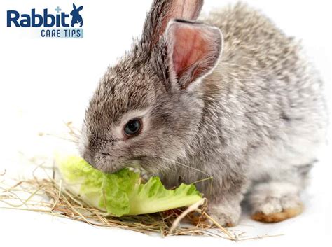 Can Rabbits Eat Romaine Lettuce? — Rabbit Care Tips