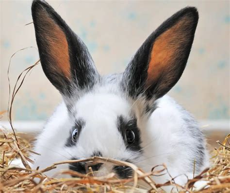 Can Rabbits Vomit? (Facts, Reasons & Disadvantages) Here Bunny