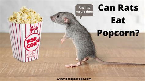 Can Rats Eat Popcorn? All You Need To Know - Best Pets …