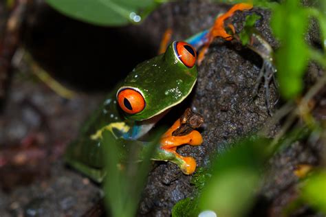 Can Red-eyed Tree Frogs Eat Waxworms? - Reptiles