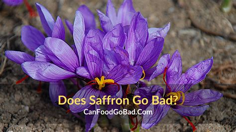 Can Saffron Go Bad? [2024] Meal Delivery Reviews