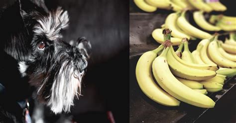 Can Schnauzers Eat Bananas - Pinterest