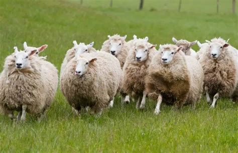 Can Sheep Protect Themselves? - corapark.com