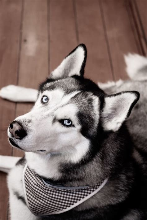 Can Siberian Huskies live in Apartments? - Woofial