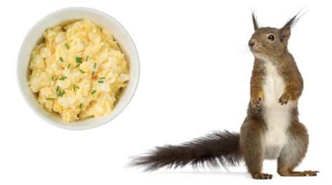 Can Squirrels Eat Eggs? Do Eggs Make Good Squirrel Food?