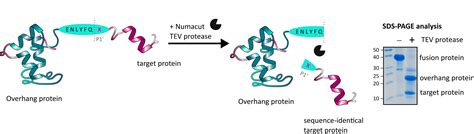 Can TEV protease cleave between glutamine and methionine efficiently ...