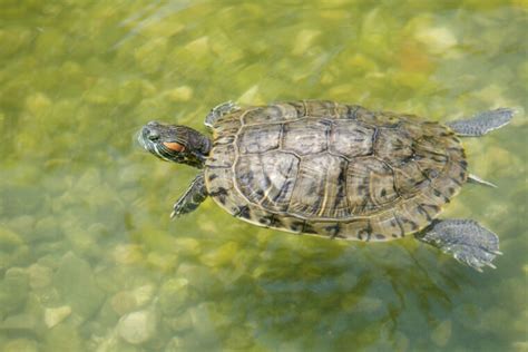 Can Turtles Swim? (How, How Fast, And Which Turtles …