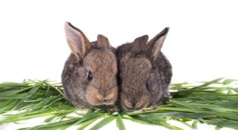 Can Two Female Rabbits Live Together? Pet Keen