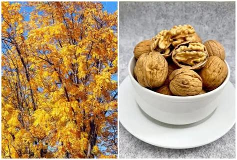 Can Walnuts Grow In Florida? - Sweetish Hill