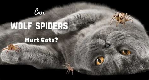 Can Wolf Spiders Hurt Cats? - UntamedAnimals