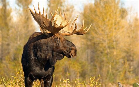 Can Wyoming Fix Its Preference Point Problem for Big Game Tags