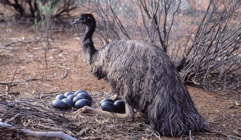 Can You Eat Emu Meat and Eggs? - The Hip Chick