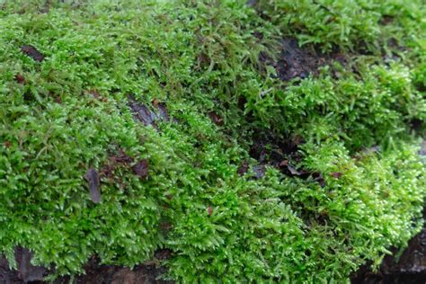 Can You Eat Moss? How to Spot and Cook Edible Moss - The …